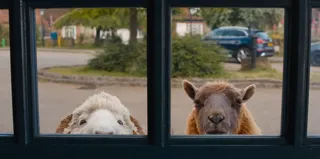 665327587269adc9bcadf63ba9017331