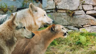 e7122137cc92ffc0c2d0fcc924f49cbd